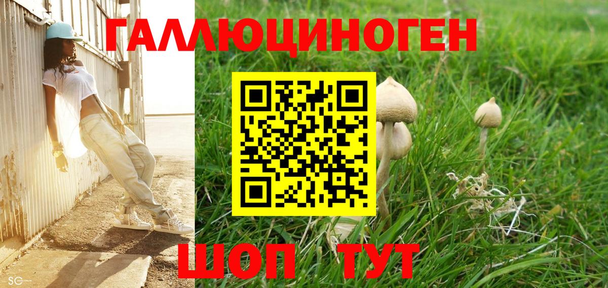 Петрозаводск  Псилоцибиновые грибы Psilocybe  Вход с VPN 